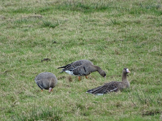 占优的一方 占优的一方
